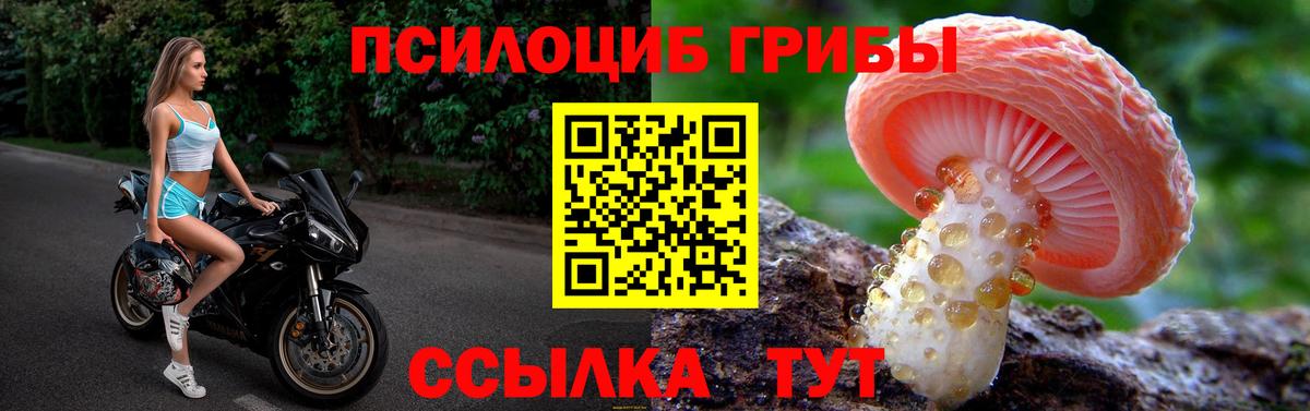 Псилоцибиновые грибы мицелий Черняховск